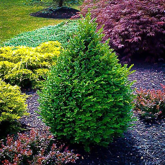 RedCrocus Green Mountain Boxwood (Buxus) Live Evergreen Shrub, Pyramidal Form, Deer Resistant, Cold Hardy Zones 4-9, Hedge & Container Friendly  1 Gallon Nursery Pot