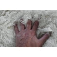 thumbnail image 4 of Stylish 7x10 Flokati Rug | Long 3” shag pile | 100% natural wool | Authentic Greek Flokati | Off White Area Rug, 4 of 5