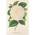 thumbnail image 2 of Charles Antoine Lemaire 11x14 Black Ornate Wood Framed Double Matted Museum Art Print Titled: Camellia Dionisia Poniatowski (1854-1896), 2 of 5