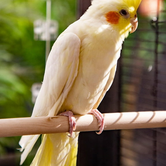 TEHAUX Wooden Bird Perch Stand for Parakeet Cage, 6 Pieces, Natural Khaki Color, and Comfortable