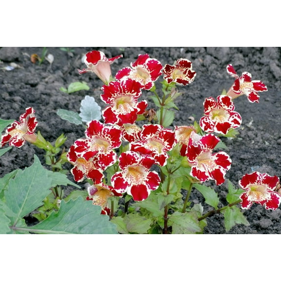 250 TIGER MONKEY Mixed Colors Mimulus Tigrinus Flower Seeds