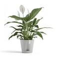 thumbnail image 3 of Ecopots Venice 2 Durable Modern Round Indoor/Outdoor Recycled Based Composite Flower Pot Planter w/ Water Reservoir, White Grey, 8", 3 of 4