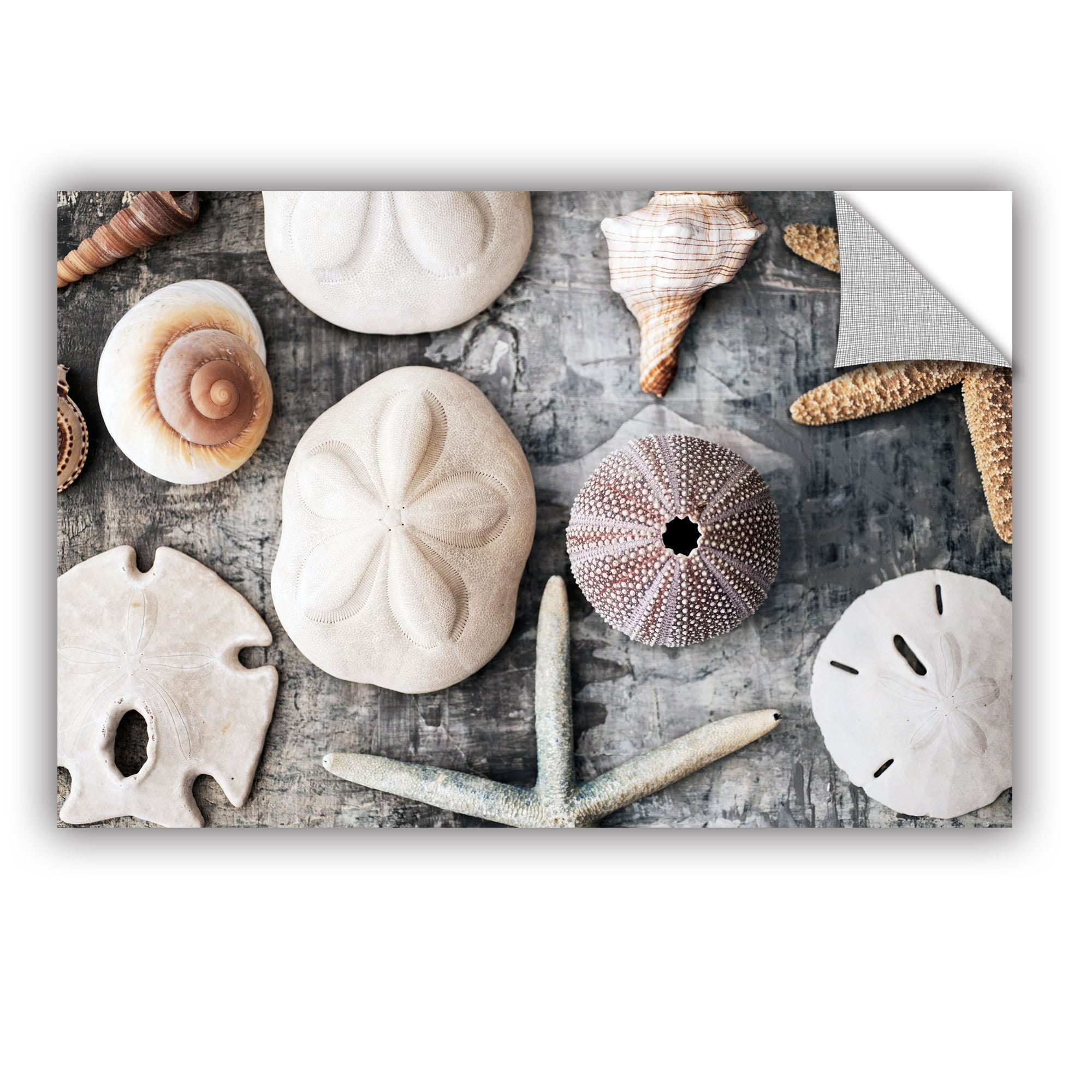 ArtAppealz Elena Ray "Treasures From The Sea" Removable Wall Art