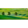 thumbnail image 2 of Gulin, Sylvia 32x16 White Modern Wood Framed Museum Art Print Titled - USA-Washington State-Palouse with three cottonwoods in field of green Winter Wheat, 2 of 4