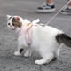 thumbnail image 5 of Correa Ajustable Para Arnés De Gato, Lindo Arnés De Chaleco Para Gato Con Alas De ángel Con Cuerda De Tracción De 1,5 M/4,9 Pies Para Gatito Material De, 5 of 8