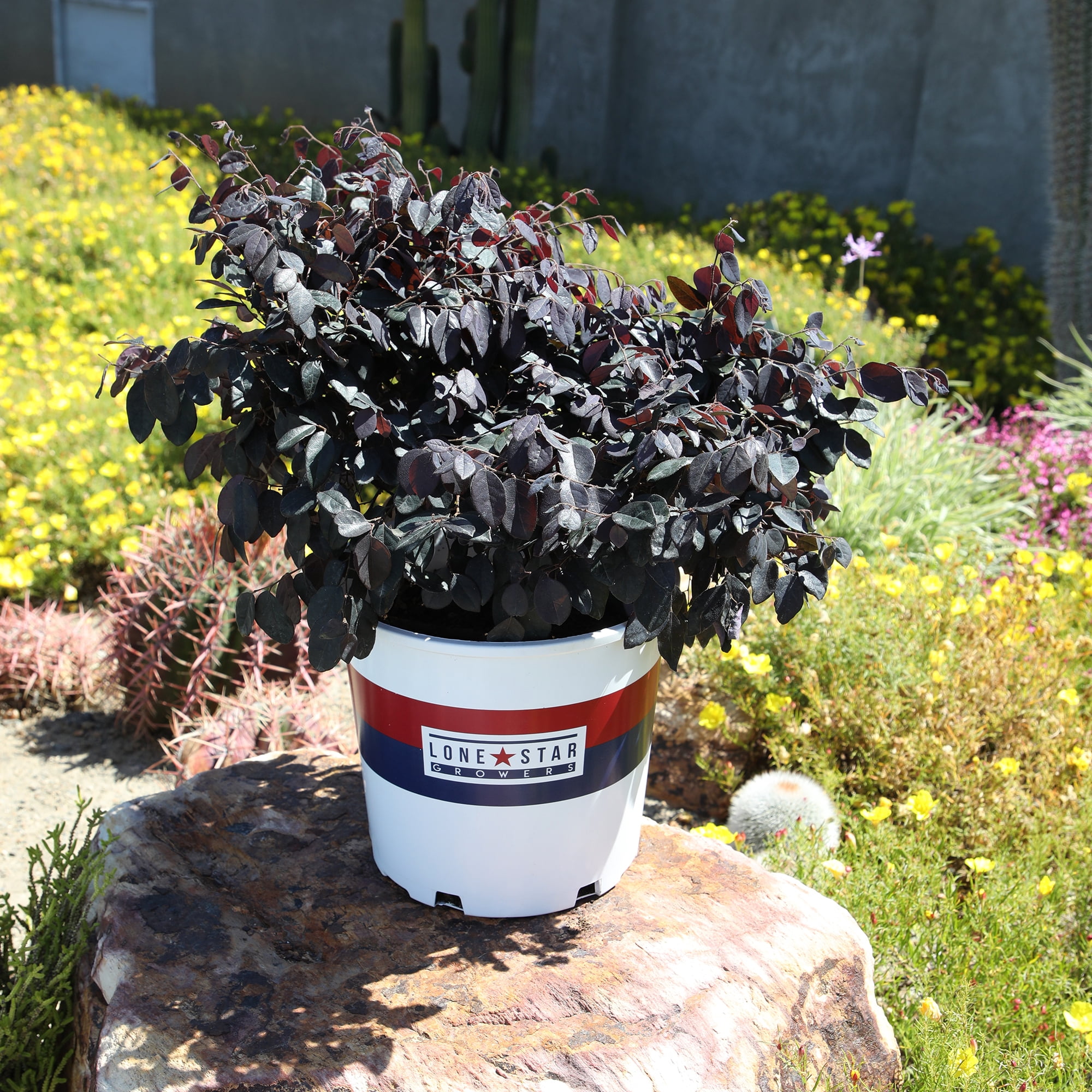 Lone Star Growers Dark Plum Loropetalum Cerise Charm Live Plants in Pot