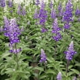 thumbnail image 4 of Expert Gardener 1.5 Gallon Salvia Blue Purple Full Sun Annual Outdoor Live Plants Full Sun, 4 of 8