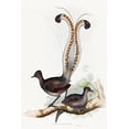 thumbnail image 2 of Gould, John 17x24 Black Ornate Wood Framed with Double Matting Museum Art Print Titled - Shaw-Lyrebird, 2 of 4
