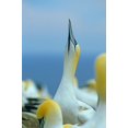 thumbnail image 2 of Fitzharris, Tim 11x14 Black Ornate Wood Framed with Double Matting Museum Art Print Titled - Northern Gannet I, 2 of 4