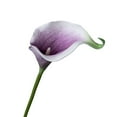 thumbnail image 2 of 1PC Artificial Calla Lily Stem,Faux Flower Elegant Yunrong Calla for Home Decoration Wedding Centerpieces Dark Purple,Light Violet, 2 of 9