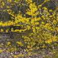 thumbnail image 2 of Dormant Witch Hazel Plant - 8-10 Inch Tall Shrub for Garden Landscaping and Decorative Use, 2 of 5
