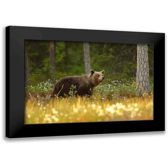 Gavra, Assaf 14x11 Black Modern Framed Museum Art Print Titled - Brown Bear