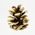 thumbnail image 2 of Caroline, Emma 12x12 White Modern Wood Framed Museum Art Print Titled - Conifer Cone II, 2 of 4