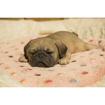 Hi- Line Gift 87710-L Pug Puppy Sleeping Pet Pals Statue