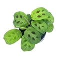 thumbnail image 3 of BubbleBlooms Maranta Green, Kerchoveana Leuconeura, Green Prayer Plant, 4 inch Pot, 3 of 9