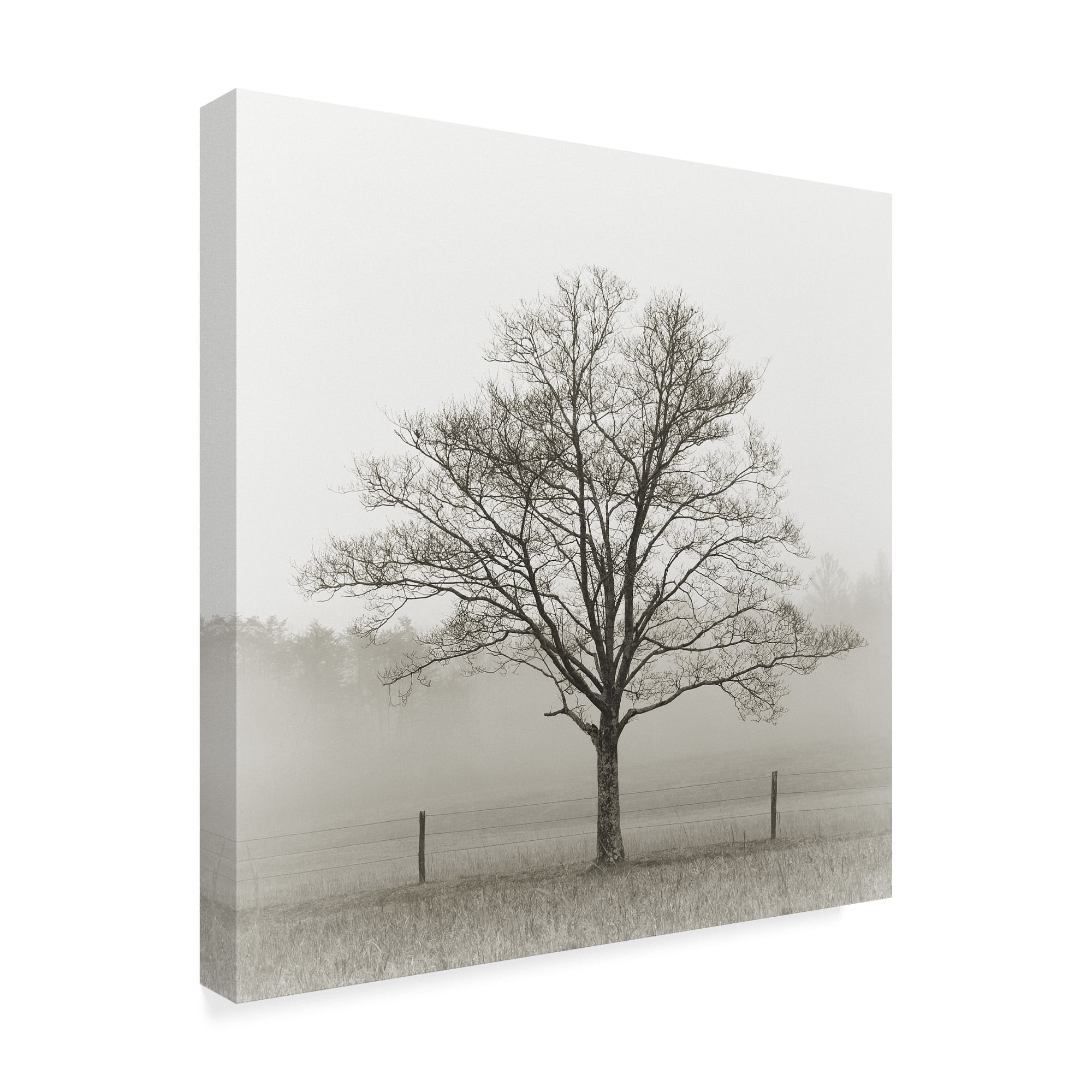 Trademark Fine Art 'Winter Tree, Cades Cove' Canvas Art by Nicholas Bell Photography