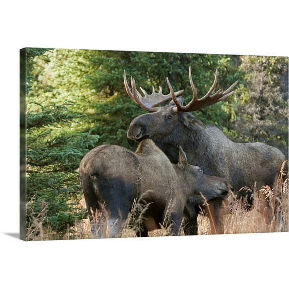 Great BIG Canvas | "Bull moose and cow nuzzle during rutting season in the Chugach Mountains" Canvas Wall Art - 48x32