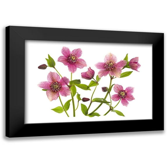 Parker, Jacky 18x13 Black Modern Framed Museum Art Print Titled - Helleborus x hybridus Tutu