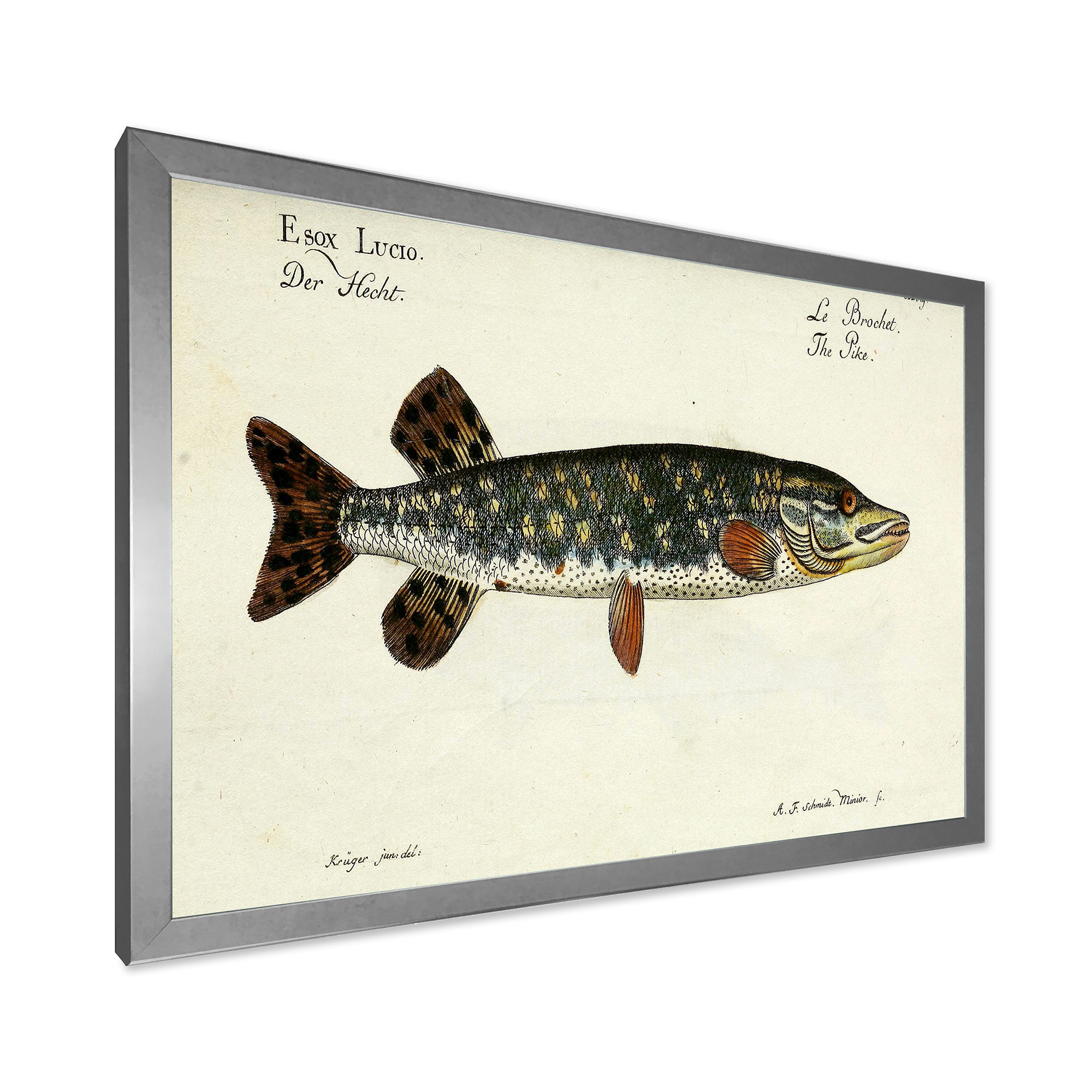Designart 'Portrait Of A Green Fish On Beige' Nautical & Coastal Framed Art Print