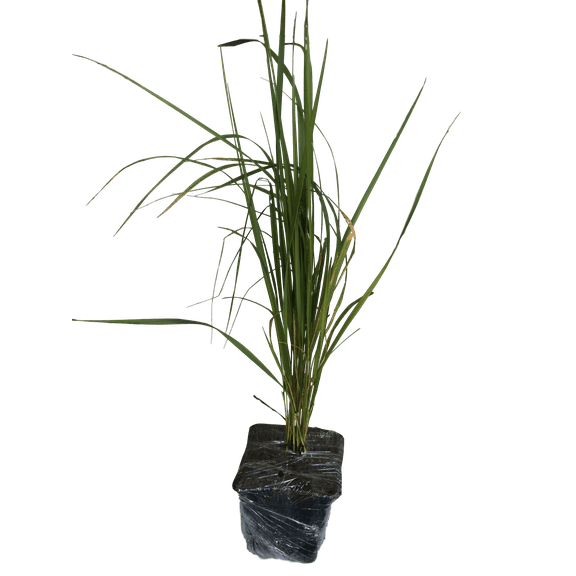 Daylily Nursery 24" Karl Forester Grass Live Plants in 4" Pots (3 Count)