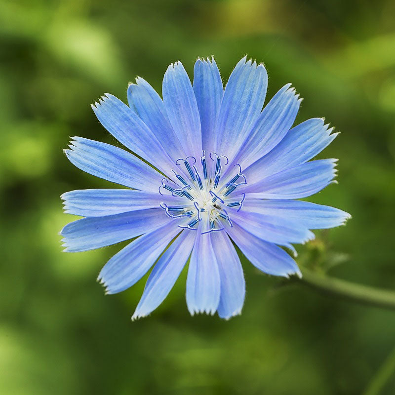 Chicory Seeds Packet Blue Flower Seeds, Open Pollinated Seed
