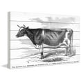 thumbnail image 3 of Marmont Hill Mh-Fmkit-19-Ww-45 30" X 45" "Ayrshire Cow" Giclee Art Print On Whitewashed, 3 of 5