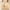 Beige, variant on 2025 Summer Savings! Bras for Womens,loopsun Ladies Traceless Comfortable No Steel Ring Breathable Gathering Bra Woman Underwear