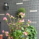 thumbnail image 4 of Red De Patio Millipore Net Climbing Frame Red de jardinería Valla para plantas Dispositivos antipájaros Sywqhk Libre de BPA, 4 of 7
