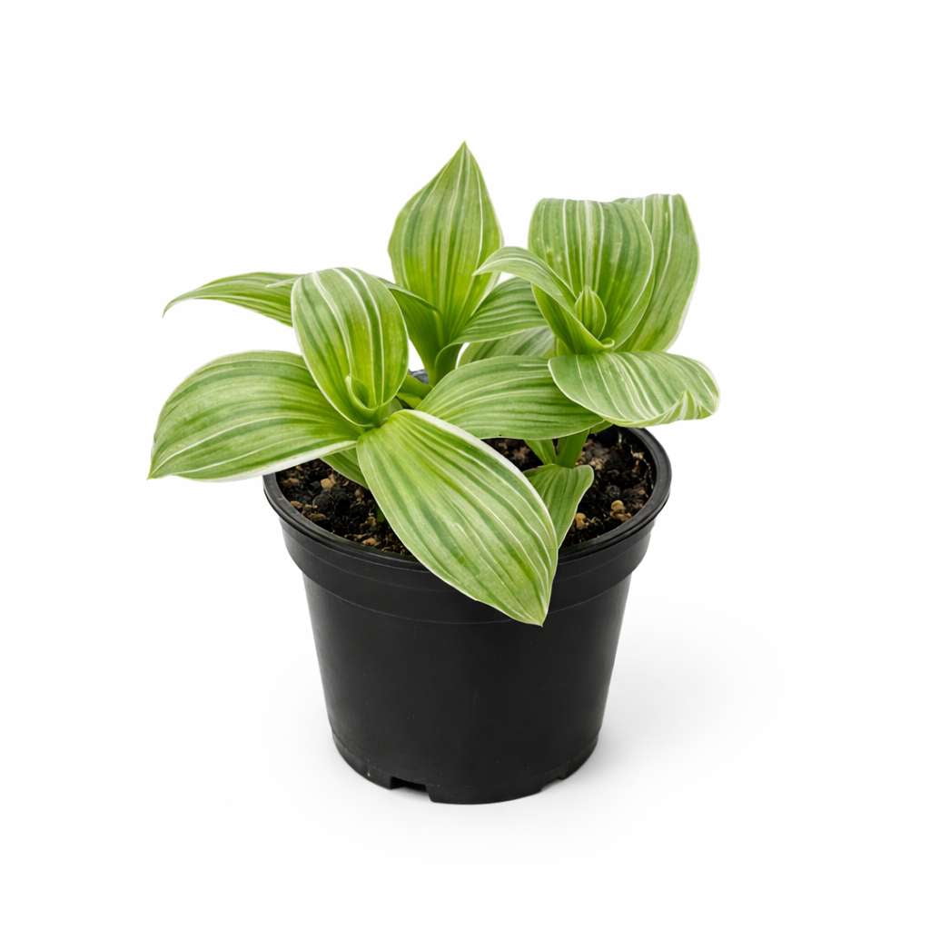 Tradescantia Sanna Live Plant for Indoor | Different Houseplants in 4'' & 6'' Pot | Real House Plant for Living Room, Office, Desk & Bathroom | Sanna Tradescantia