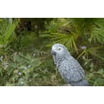 thumbnail image 5 of Hi-Line Gift Grey Gabon Parrot ON Stump, 5 of 6