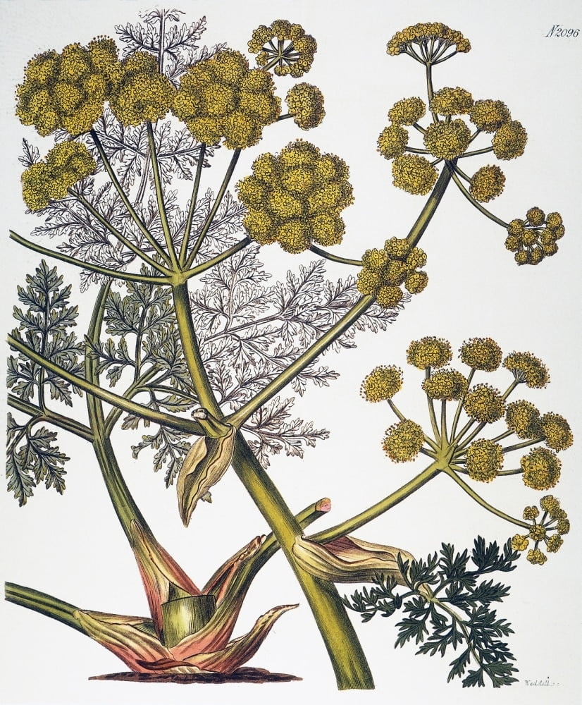 Herbal Fennel, 1819. /Ngiant Fennel (Ferula Persica), A Source Of