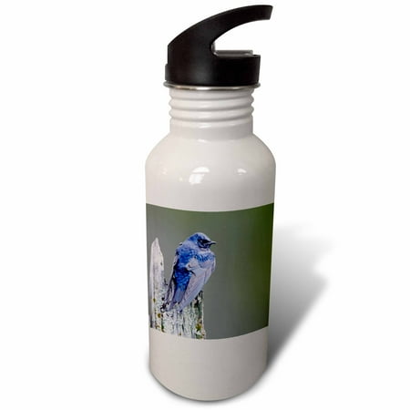 

USA Washington Purple Martin on a perch over Lake Sammamish. 21 oz Sports Water Bottle wb-208633-1