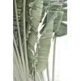 thumbnail image 2 of Murdock, Ramona 13x18 White Modern Wood Framed Museum Art Print Titled - Banana Branch IV, 2 of 4