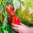 thumbnail image 2 of Purely Organic Heirloom Sweet Pepper Seeds (California Wonder) - Approx 35 Vegetable Seeds - Crisp & Mild, Full Sun, Non-GMO - for 2022 Season, 2 of 5