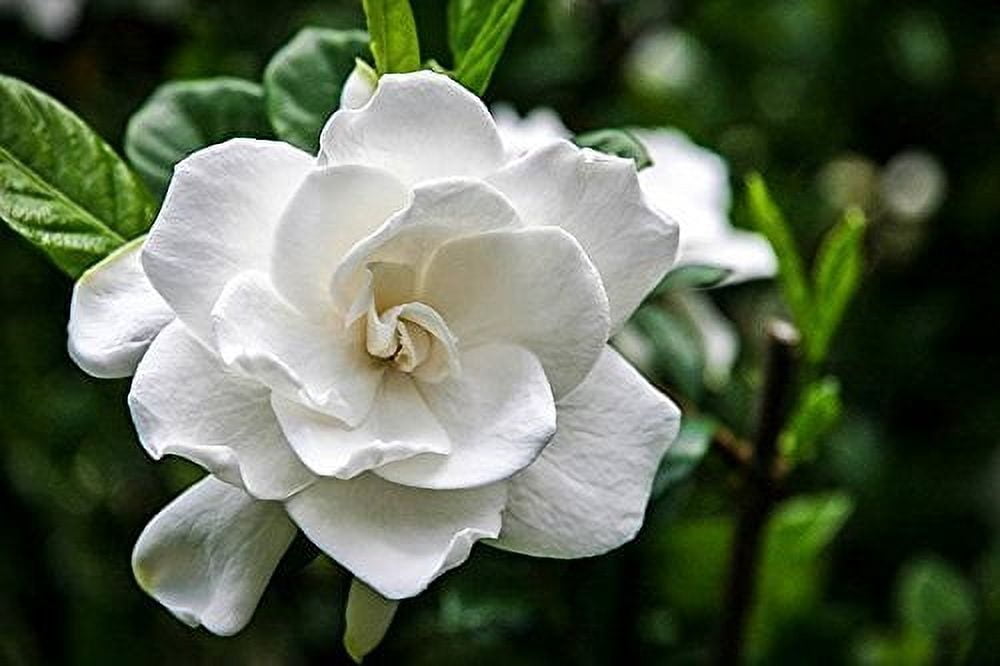 Frost Proof Gardenia Qty 30 Live Evergreen Plants Fragrant Flowers Showy Blooms