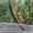 #0154-A, variant on Kieccall Hand Pruning Saw, SK5 Steel Cutting Tool with Protective Sheath for Yard Tree Trimming Shrub Pruning and Garden Maintenance Work