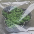 thumbnail image 4 of Plastic Cover, Greenhouse Plastic, 78X78 In, Plant, Cold Protection, Garden Beds, Clear Finish, 1 Pc, 4 of 7