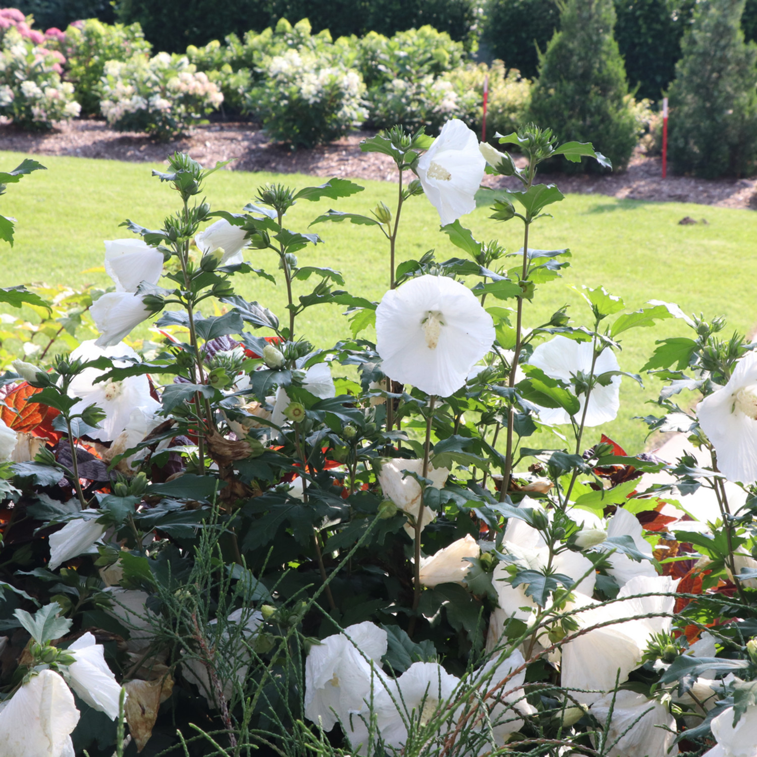 Proven Winners ColorChoice 5" Paraplu Pure White Rose of Sharon Live Plant in 4.5" Pot (4 Count)