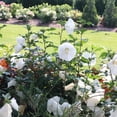 thumbnail image 5 of Proven Winners ColorChoice 5" Paraplu Pure White Rose of Sharon Live Plant in 4.5" Pot (4 Count), 5 of 6