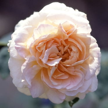 Heirloom Roses Arborose® Honeymoon Climbing Rose - Live White Rose