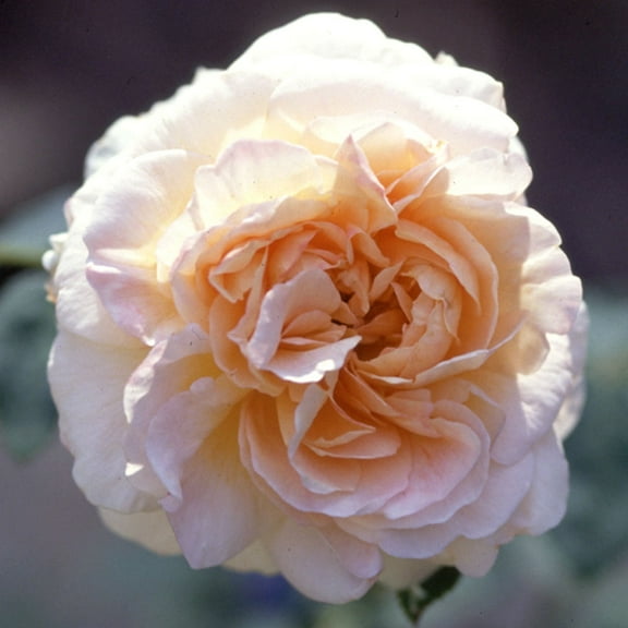 Heirloom Roses Climbing Rose Plant - Créme de la Créme Climbing Roses - Cream Flowers For Garden