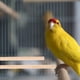 thumbnail image 3 of 4 piezas de perchas de madera para pájaros, accesorios para jaulas de pájaros, para loros y periquitos., 3 of 8