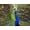 Unframed, variant on Art.com A Peacock Spreads its Feathers at the Alipore Zoo Photographic Print, 16" x 12"