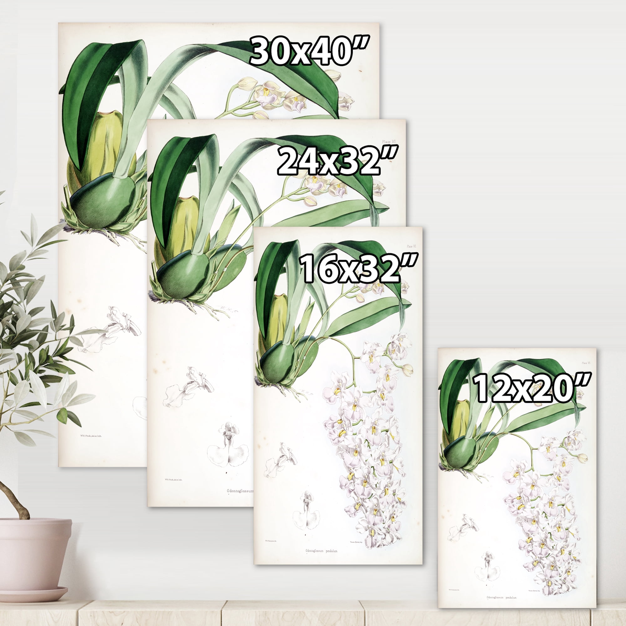 Designart ' Ancient White Orchid II ' Traditional Canvas Wall Art Print