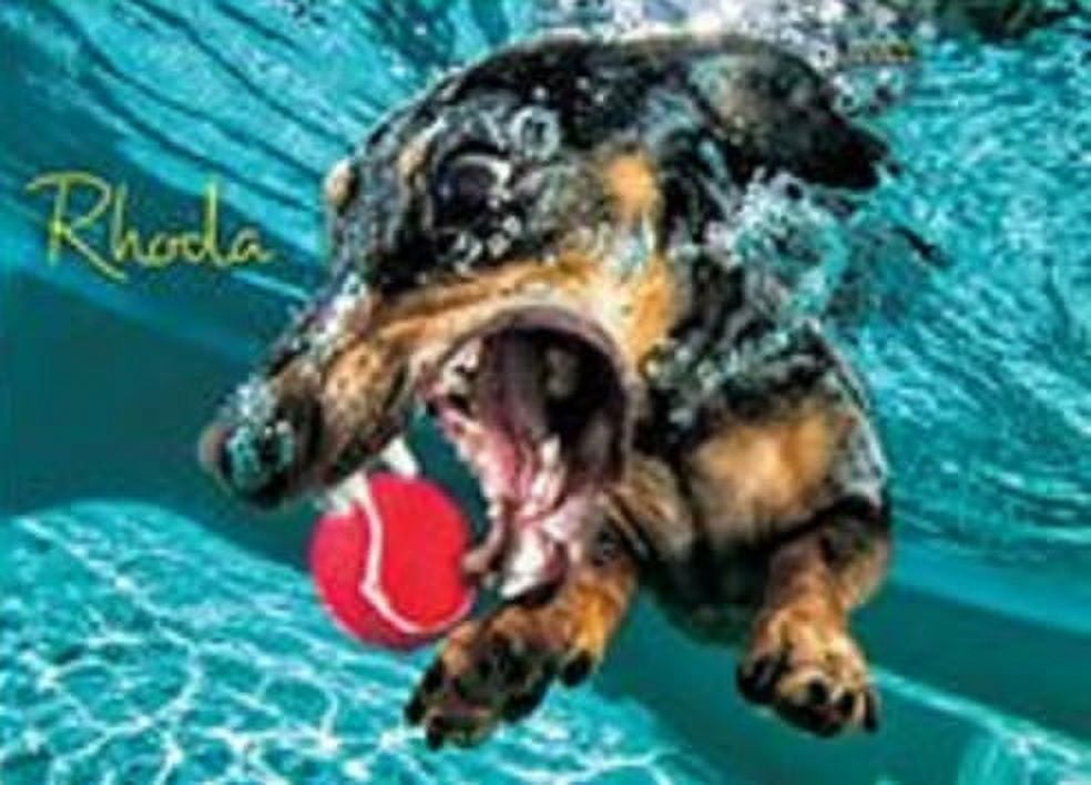 Willow Creek Press Underwater Dogs: Pool Pawty 1000-Piece Puzzle