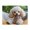 500 Pieces, variant on 1000-Piece Wooden Jigsaw Puzzle for Adults - Happy Poodle Open Mouth , Fun & Relaxing Family Game, No-Dust Interlocking Pieces, Perfect Wall Decor & Holiday Gift