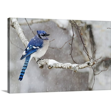 Manzanita Perch Multi Branch - Great BIG Canvas Philippe Henry Premium Thick-Wrap Canvas entitled Blue jay (Cyanocitta cristata) perched on a branch under snowfall,