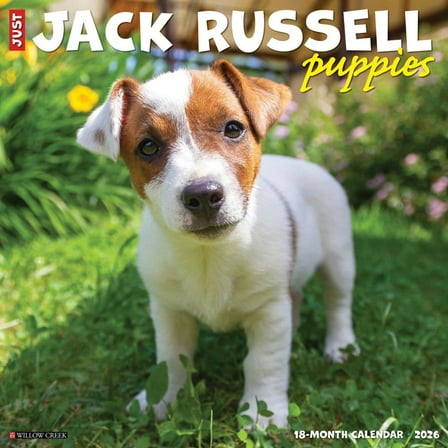 Willow Creek Press, Jack Russell Puppies 2026 Wall Calendar, 12'' X 12'', 18-Month Calendar with Stapled Binding