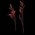 thumbnail image 4 of 20 piezas de Limonio rojo teñido Flor seca real prensada para, 4 of 9