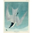 thumbnail image 2 of Audubon, John James 12x14 White Modern Wood Framed Museum Art Print Titled - Marsh Tern, 2 of 4